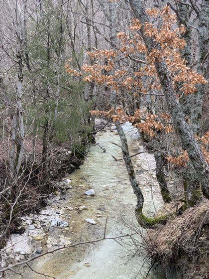 Un ruscello poco profondo con acqua chiara attraversa un bosco di alberi spogli con foglie secche e marroni.