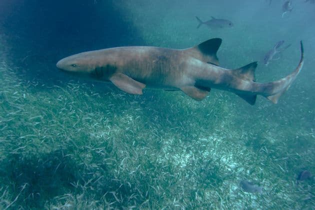 Un grand requin-nourrice nage dans l'eau bleue juste au-dessus d'un fond marin couvert d'herbes marines vertes.