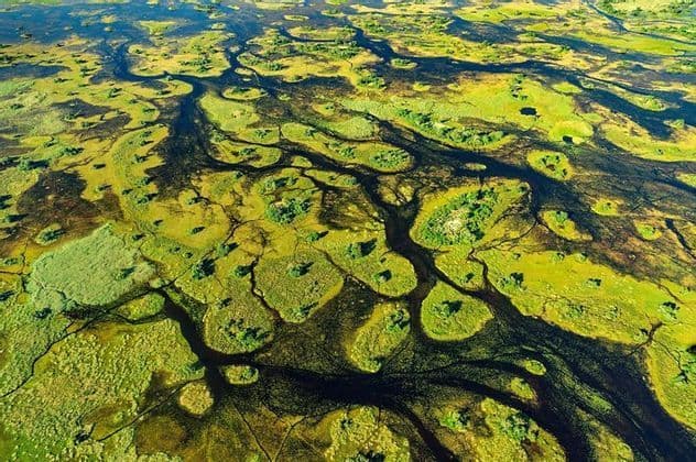 Una vista aerea di un vivace delta fluviale verde con canali d'acqua scuri e tortuosi e piccole isole lussureggianti.