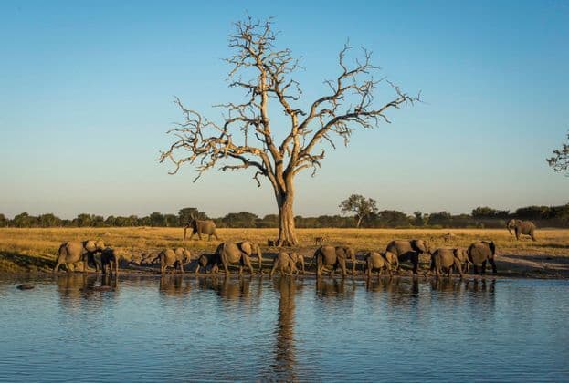 Un branco di elefanti beve da una pozza d'acqua nella savana sotto un grande albero spoglio.