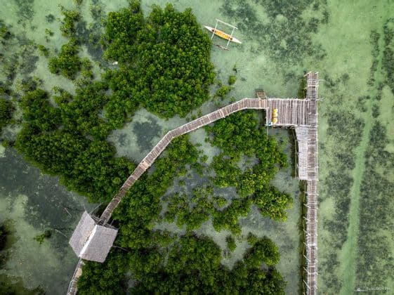 Vista aérea de un sinuoso malecón y muelle de madera sobre aguas verdes poco profundas, con grupos de manglares y una pequeña canoa amarilla.