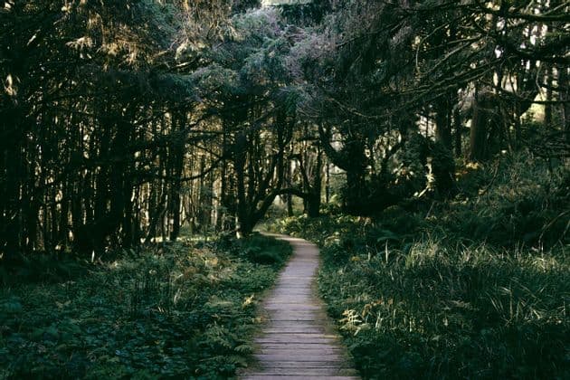 Un chemin de promenade en bois serpente à travers une forêt dense remplie de fougères et d'herbes vertes luxuriantes.
