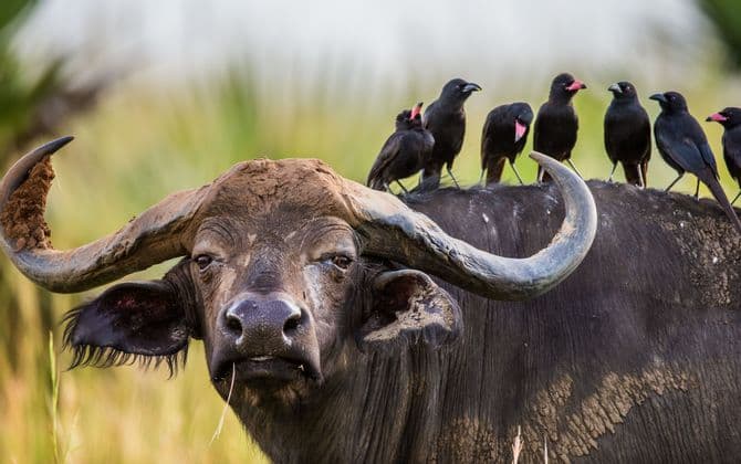 Un búfalo africano con grandes cuernos mira a la cámara mientras un grupo de pájaros negros con picos rojos descansa sobre su lomo.