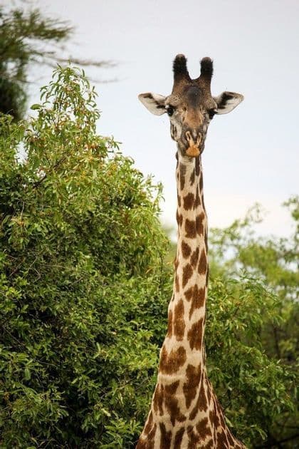 Une girafe regarde vers l'appareil photo, sa tête et son long cou étant visibles à côté d'un arbre feuillu.