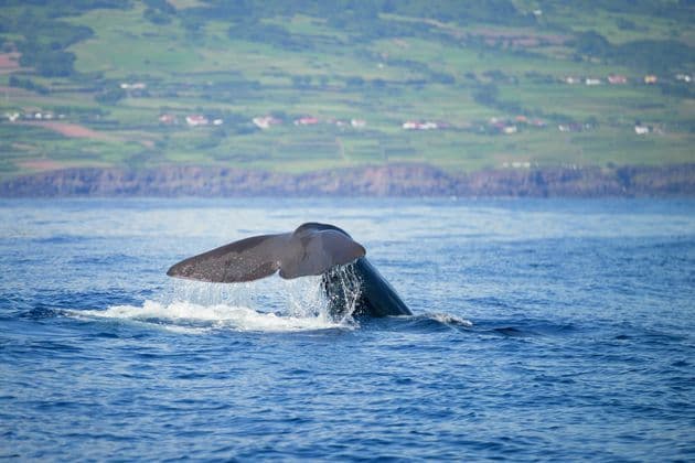 La queue d'une baleine éclabousse l'eau alors qu'elle plonge dans l'océan, avec une côte verte lointaine en arrière-plan.