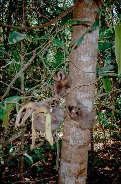 Tres pequeños monos tití en ramas de árboles en una jungla densa, con uno junto a una cáscara de plátano.