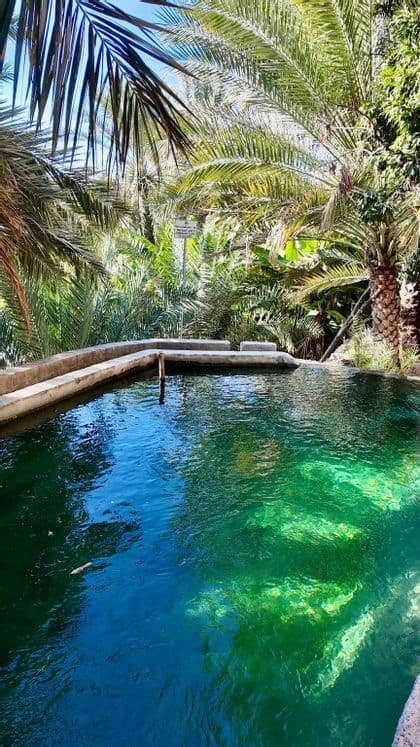 Una piscina natural con borde de hormigón y agua cristalina turquesa rodeada de densas palmeras verdes.