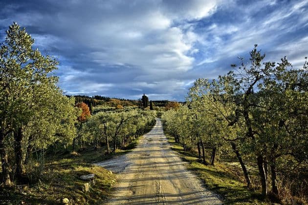 Una strada sterrata si snoda attraverso un uliveto che porta verso dolci colline sotto un cielo drammatico e nuvoloso.