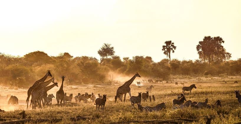 Mandrie di giraffe e zebre vagano per una savana polverosa al tramonto, illuminate da una luce calda e dorata.