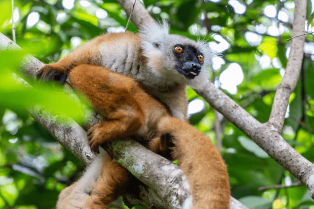 Ein Lemur mit braunem Fell, weißem Hals und schwarzem Gesicht klammert sich an einen von grünen Blättern umgebenen Ast.