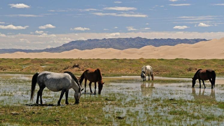 Vier Pferde unterschiedlicher Farben grasen in einem flachen Sumpf vor großen Sanddünen und entfernten Bergen.