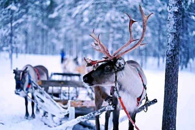 A close-up of a reindeer with large antlers, harnessed to a wooden sleigh in a snowy, pine-tree forest.