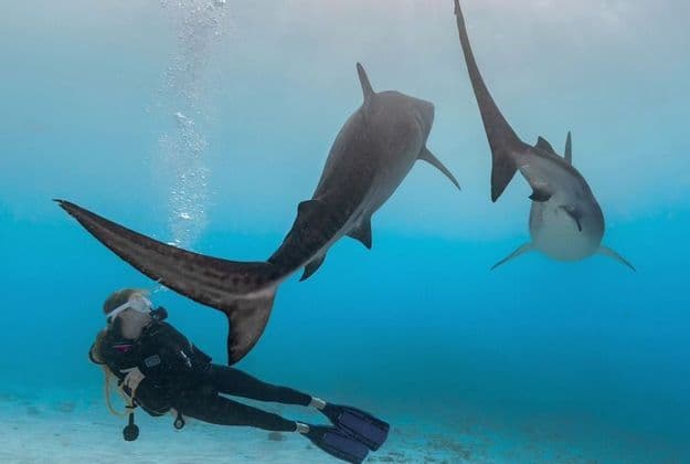 Un subacqueo osserva due grandi squali tigre nuotare sopra di lui in acque limpide e blu, con un fondale sabbioso.