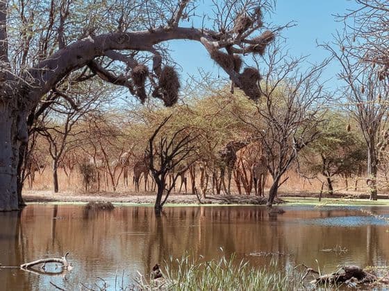 Un troupeau de girafes se tient parmi les arbres au bord d'un point d'eau, encadré par un grand baobab.
