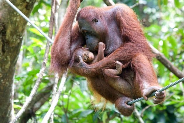 Un orangutan adulto culla il suo cucciolo appeso a una corda, con il piccolo che osserva in una foresta verde.