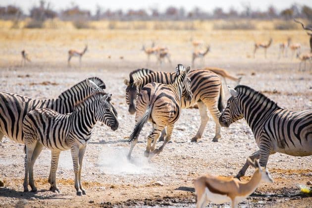 A zebra kicks up dust while standing with its herd and several antelopes in a dry, sunlit savanna.