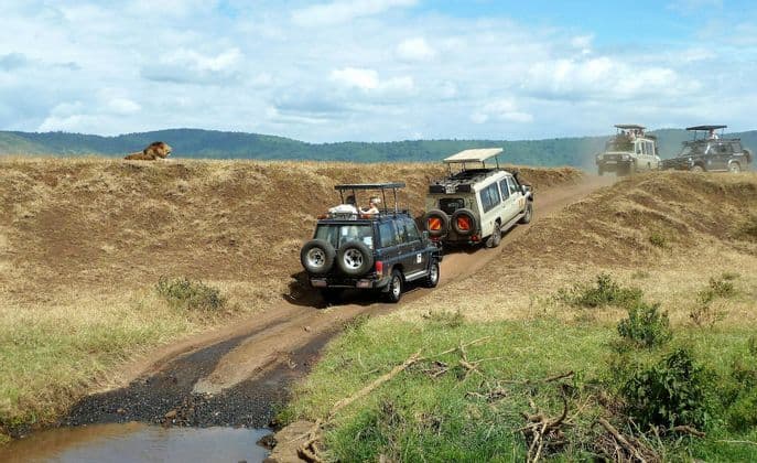 A WeRoad group trip in safari jeeps drives on a dirt road as a male lion watches from a grassy hill.
