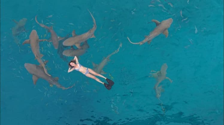 Una vista aérea de una mujer en bikini y aletas flotando de espaldas en agua turquesa, rodeada de numerosos tiburones.
