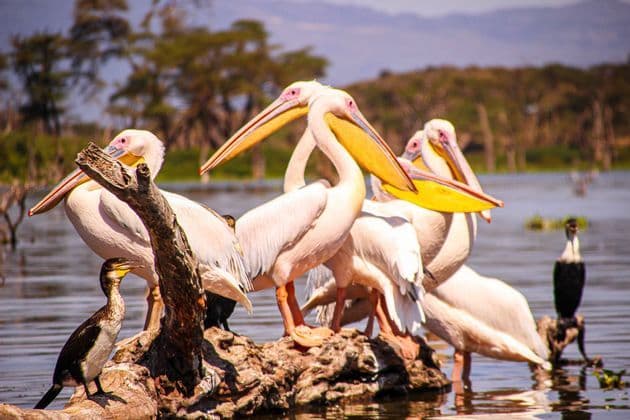 A flock of white pelicans and a cormorant perched on a large log in the water with a treed shoreline in the background.
