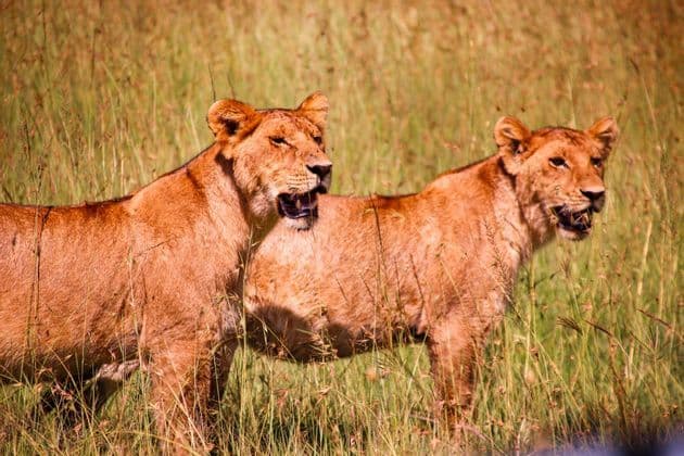 Two young lions standing side-by-side in a field of tall golden grass, looking towards the right.