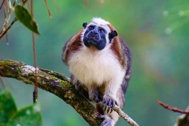 Ein Schwarzgesicht-Springtamarin mit schwarzem Gesicht und weißem Fell sitzt auf einem Baumast und blickt vor grünem Hintergrund nach oben.