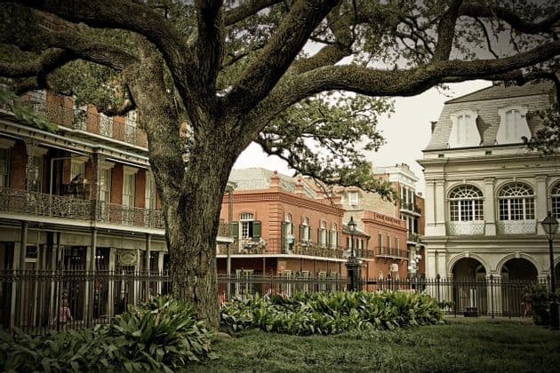 A large tree with sprawling branches frames a view of historic buildings with ornate iron balconies in a city square.