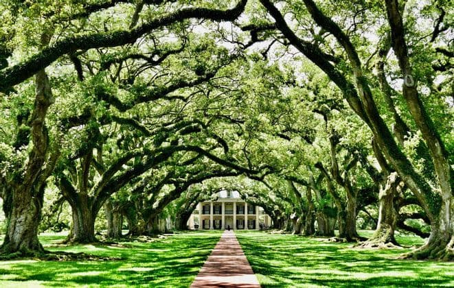 A long brick path leads to a large, columned mansion through an avenue of ancient, moss-covered oak trees.