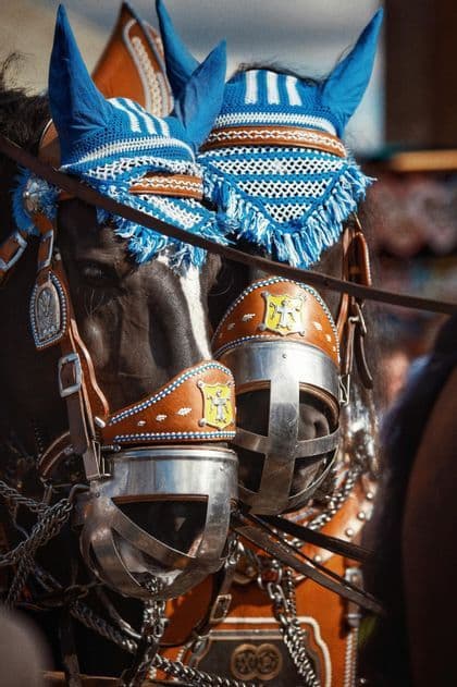 Primer plano de dos caballos con arneses ornamentados, incluidos gorros de orejas de ganchillo azules y blancos y bozales de metal.