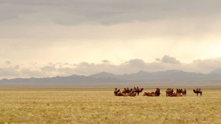 A herd of camels resting and standing in a vast, grassy plain with distant mountains under an overcast sky.