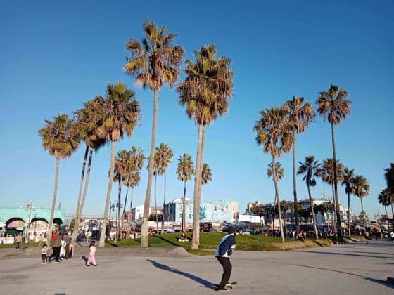 A person rides a skateboard in a sunny park surrounded by tall palm trees under a clear blue sky.