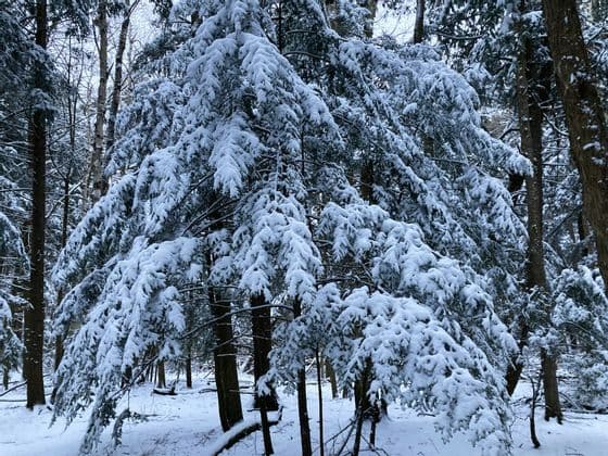 Un grande albero sempreverde in una foresta, i suoi rami pesantemente carichi di uno spesso strato di neve bianca.