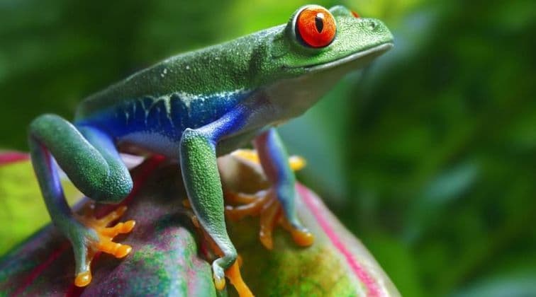 Nahaufnahme eines Rotaugenlaubfroschs mit grün-blau-oranger Haut, auf einem Blatt sitzend vor einem unscharfen grünen Hintergrund.