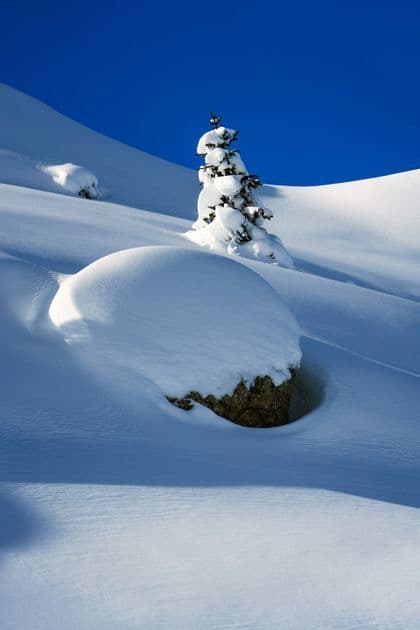 Un petit pin et un gros rocher recouverts d'une épaisse couche de neige sur une colline sous un ciel bleu clair.