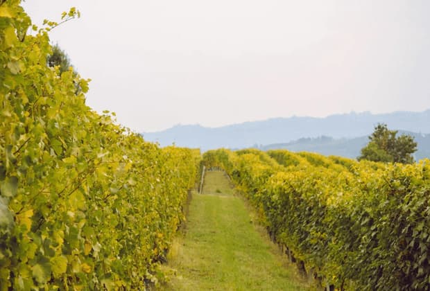 Un sentiero erboso si snoda tra filari di viti in un vigneto, con colline ondulate sullo sfondo sotto un cielo coperto.