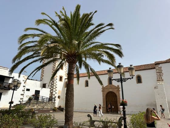 Un grand palmier se dresse sur une place ensoleillée devant un bâtiment blanchi à la chaux avec un toit de tuiles et des détails en pierre.