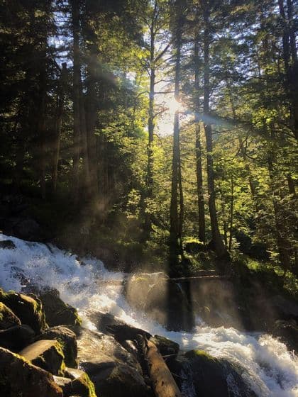 La luz del sol se filtra entre los altos árboles del bosque, iluminando una cascada impetuosa mientras cae sobre rocas y troncos cubiertos de musgo.