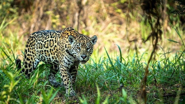 Ein gefleckter Jaguar geht durch hohes grünes Gras in einem Wald und blickt direkt in die Kamera.