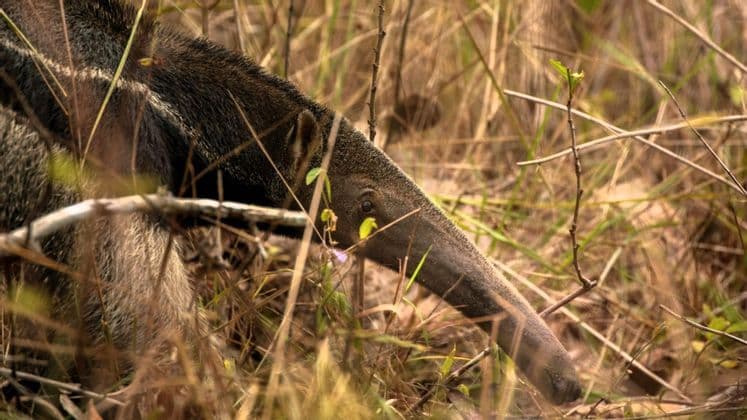Ein Riesenamameisenbär mit teilweise im hohen, trockenen Gras versteckter langer Schnauze auf Nahrungssuche.