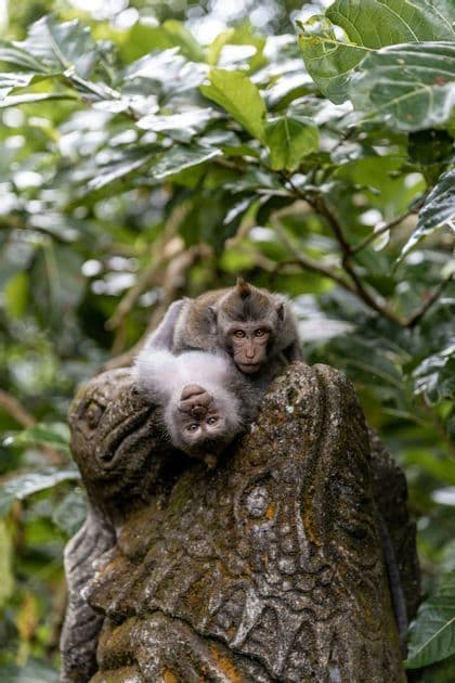 Due piccole scimmie riposano su una statua di pietra intagliata in una foresta, con una che giace a testa in giù e guarda la macchina fotografica.