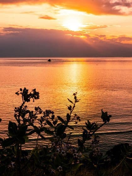 Piante in silhouette in primo piano si affacciano su un mare calmo che riflette un tramonto arancione, con raggi di sole che filtrano tra le nuvole.