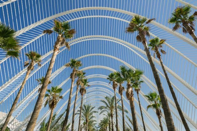 Untersicht auf hohe Palmen, die durch eine moderne, weiße Bogenstruktur vor klarem blauem Himmel wachsen.