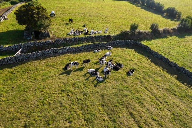 Una vista aerea di mucche bianche e nere che pascolano e riposano in un pascolo verde diviso da bassi muretti in pietra.