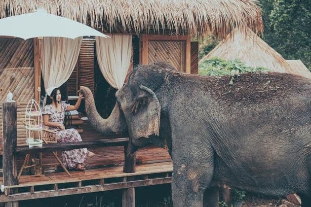 Una donna è seduta sul portico di legno di una capanna dal tetto di paglia, tenendo la proboscide di un elefante che le sta accanto.