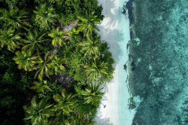 Una veduta aerea dall'alto di una costa tropicale dove lussureggianti palme incontrano una spiaggia di sabbia bianca e un mare turchese cristallino.