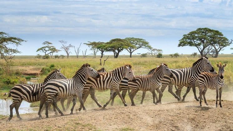 A herd of zebras walks in a line across a dusty path in the savanna, with acacia trees in the background.