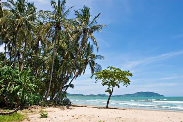 Eine tropische Strandszene mit einem Palmenhain, einem einzelnen kleinen Baum im Sand und Wellen, die das Ufer umspülen.