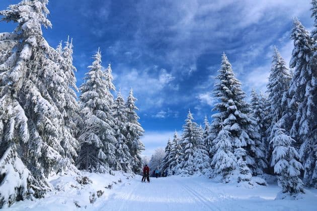 Un viaje en grupo de WeRoad practicando esquí de fondo en un sendero a través de un bosque de pinos cubiertos de nieve bajo un cielo azul.