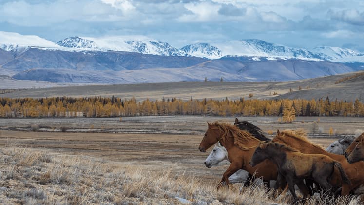 Una mandria di cavalli galoppa in una vasta pianura, con alberi autunnali e montagne innevate a fare da sfondo sotto un cielo nuvoloso.