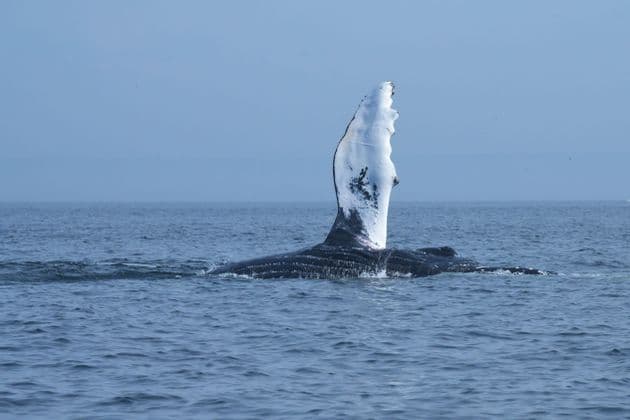 Una balena megattera solleva la sua grande pinna pettorale dalle calme acque blu dell'oceano.