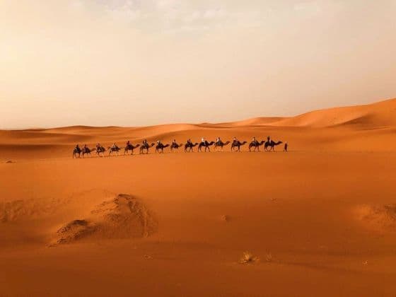 Un voyage en groupe WeRoad en caravane de chameaux à travers les vastes dunes de sable orange du désert.